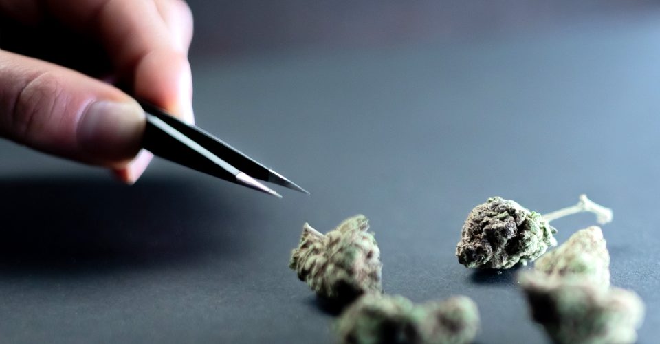 ce-tratam-social-med-dependenta-de-canabis